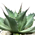 Agave ovatifolia - Whale s Tongue Agave For Discount