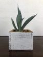 Agave weberi - Weber Agave Hot on Sale