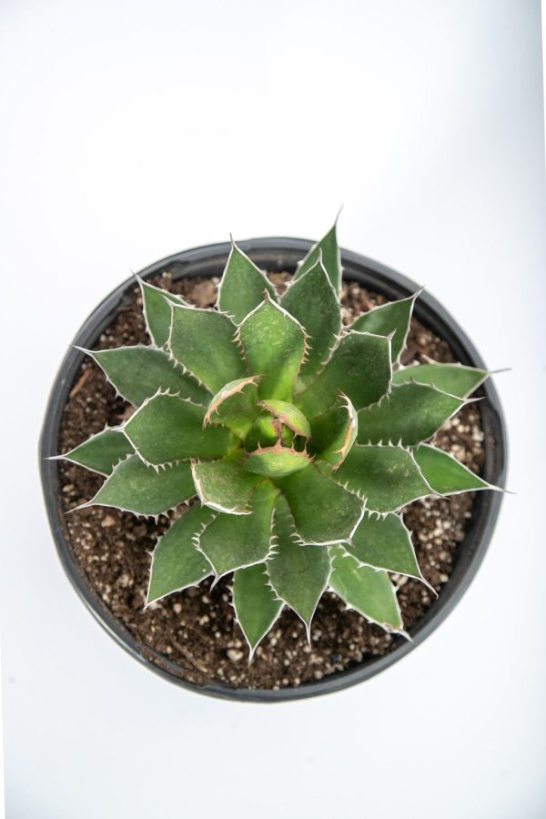 Agave horrida - Mexcalmetl Agave Online Hot Sale