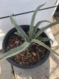 Yucca baccata - Banana yucca on Sale