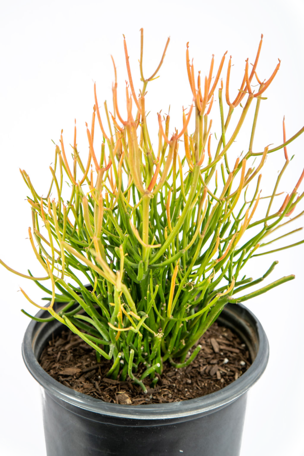 Euphorbia tirucalli  Firestick  - Sticks on Fire Online Hot Sale