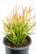 Euphorbia tirucalli  Firestick  - Sticks on Fire Online Hot Sale