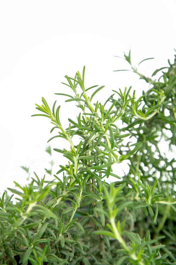 Rosmarinus o.  Prostratus  - Trailing Rosemary Supply