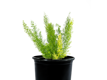 Asparagus meyeri - Foxtail Fern Hot on Sale