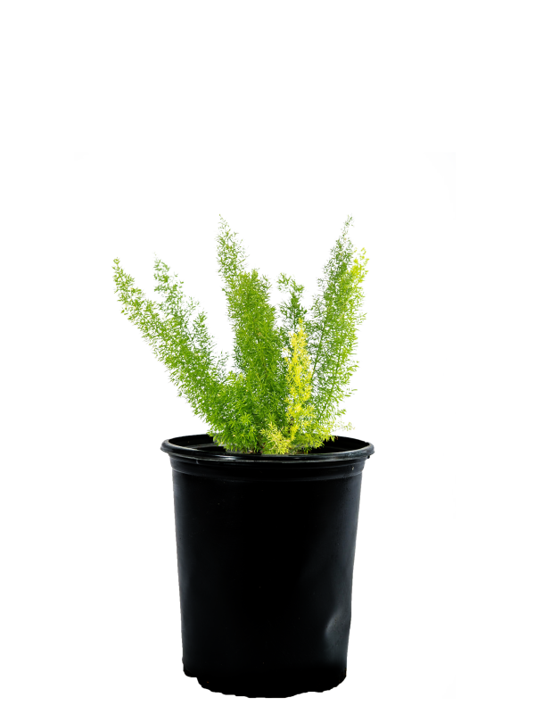 Asparagus meyeri - Foxtail Fern Hot on Sale