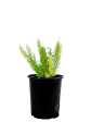 Asparagus meyeri - Foxtail Fern Hot on Sale