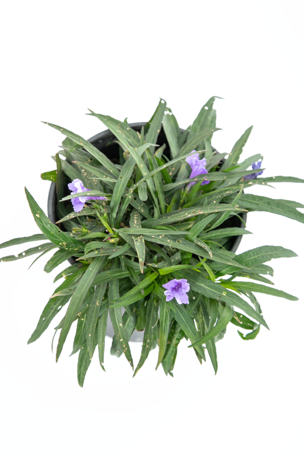 Ruellia brittoniana Online now