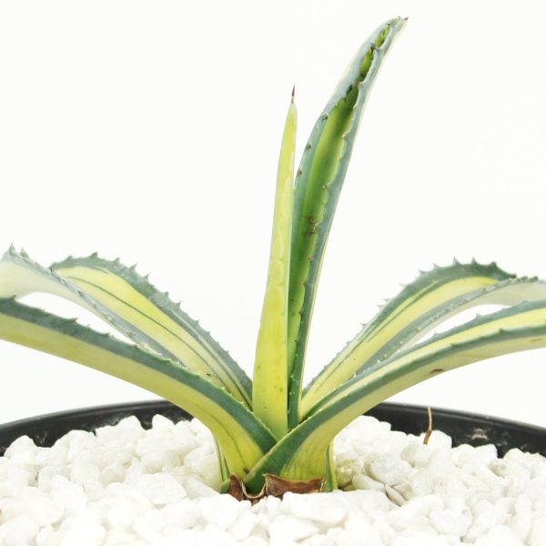 Agave americana medio-picta  Gold  Online now