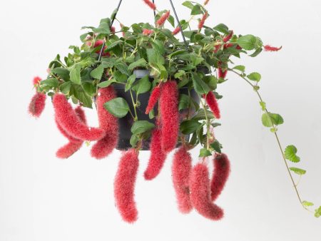 Acalypha Hispida Sale