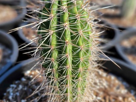 Carnegiea gigantea - Saguaro Cheap