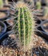 Carnegiea gigantea - Saguaro Cheap