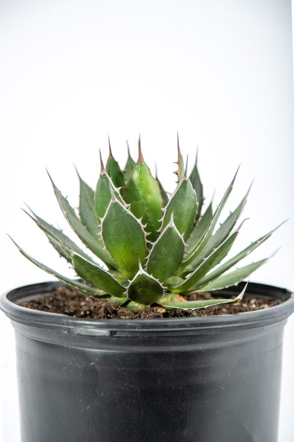 Agave horrida - Mexcalmetl Agave Online Hot Sale