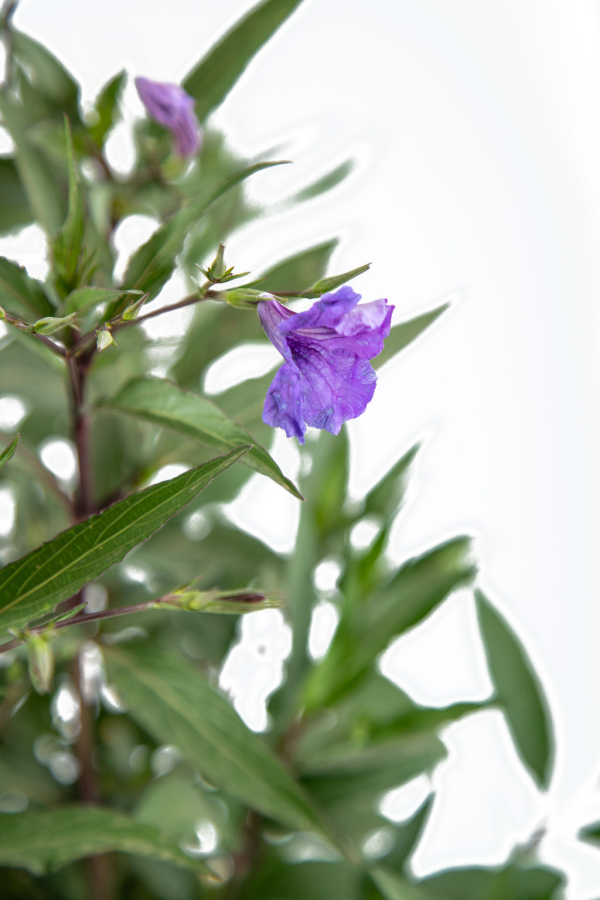 Ruellia brittoniana Online now