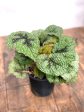 Begonia Masoniana Iron Cross Cheap