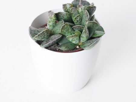 Adromischus cooperii on Sale