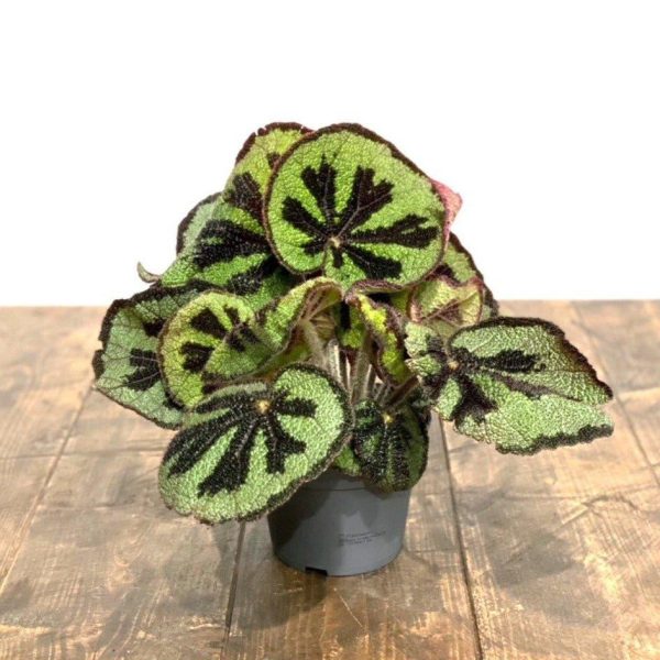 Begonia Masoniana Iron Cross Cheap