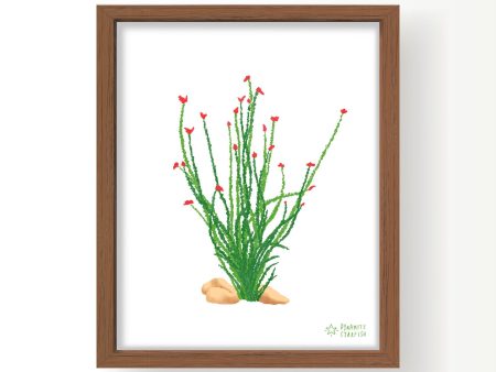 Ocotillo — 8x10  Art Print Online