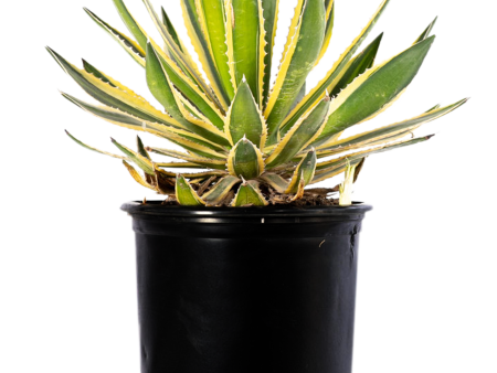 Agave lophantha v. Quadricolor Cheap