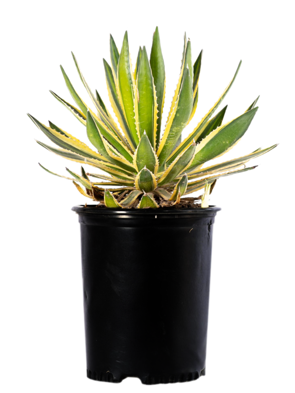 Agave lophantha v. Quadricolor Cheap