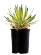 Agave lophantha v. Quadricolor Cheap