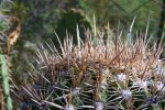 Carnegiea gigantea - Saguaro Cheap