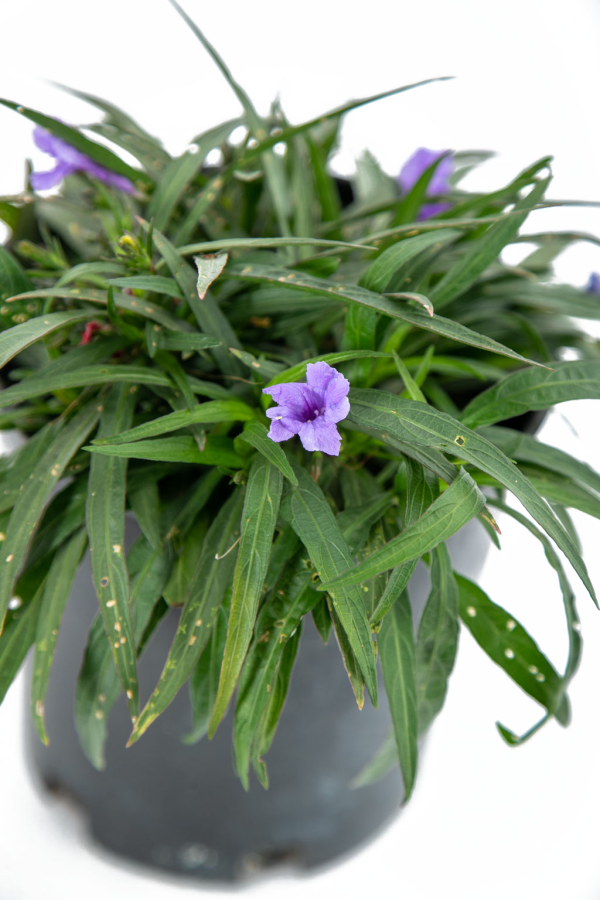 Ruellia brittoniana Online now