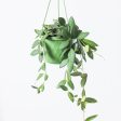 Hoya Burtoniae Online Sale