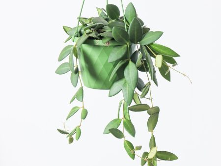 Hoya Burtoniae Online Sale