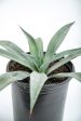 Agave weberi - Weber Agave Hot on Sale