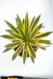 Agave lophantha v. Quadricolor Cheap