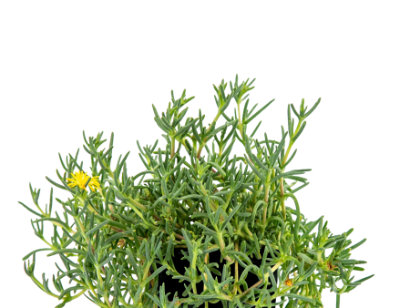 Malephora lutea - Rocky Point Ice Plant Online Hot Sale