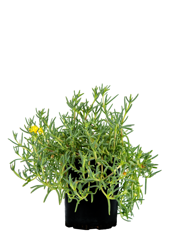 Malephora lutea - Rocky Point Ice Plant Online Hot Sale