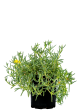 Malephora lutea - Rocky Point Ice Plant Online Hot Sale