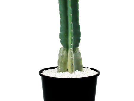 Cereus peruvianus - Peruvian Apple Cactus Discount