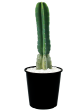 Cereus peruvianus - Peruvian Apple Cactus Discount