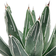 Agave pintilla - Maguey Pintillo (Rare) Discount