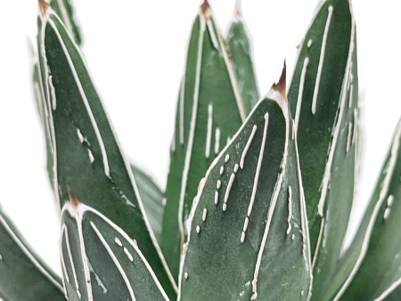 Agave pintilla - Maguey Pintillo (Rare) Discount