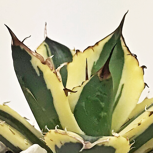 Agave titanota  Snaggle Tooth  Online Hot Sale