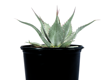 Agave havardiana - Havard Century Plant Online