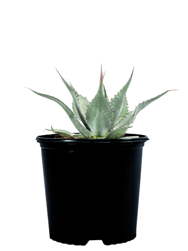 Agave havardiana - Havard Century Plant Online