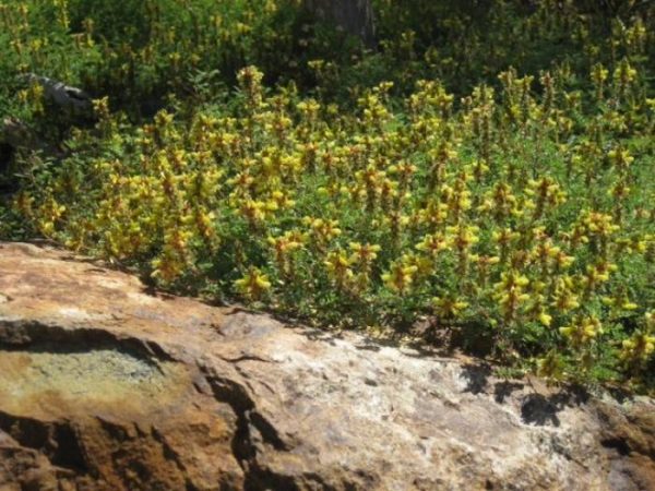 Dalea capitata - Trailing Gold Dalea Cheap