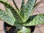 Aloe maculata (Syn. A. saponaria) - Tiger aloe For Cheap