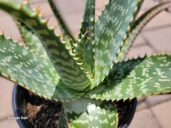 Aloe maculata (Syn. A. saponaria) - Tiger aloe For Cheap