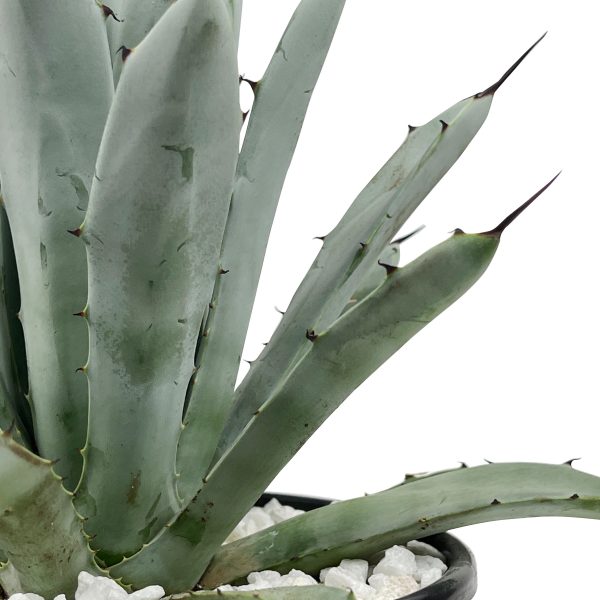 Agave macroacantha - Black spine agave Hot on Sale