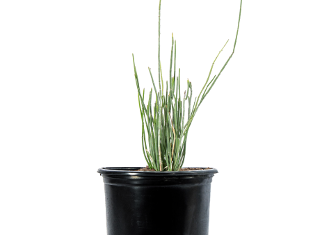 Euphorbia antisyphilitica - Candelilla Cheap