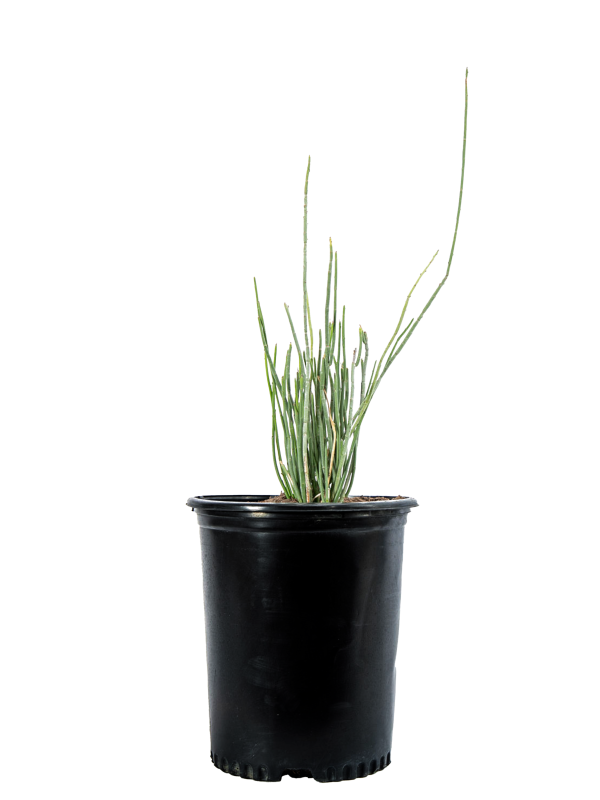 Euphorbia antisyphilitica - Candelilla Cheap