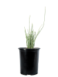 Euphorbia antisyphilitica - Candelilla Cheap