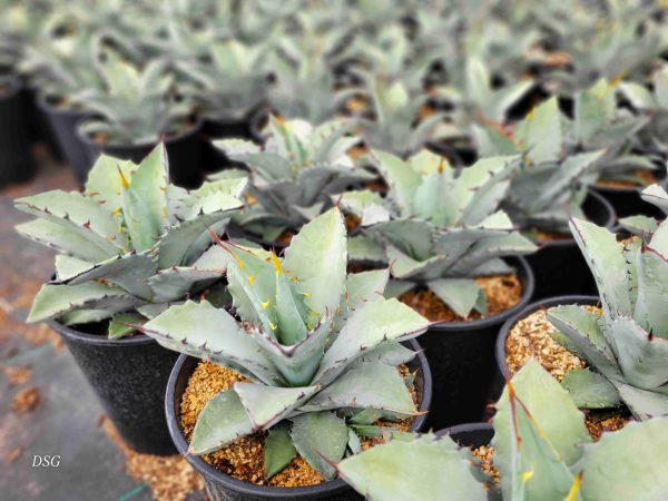 Agave hybrid  Dakota  - Agave titanota x margaritae on Sale