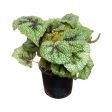 Begonia Masoniana Iron Cross Cheap