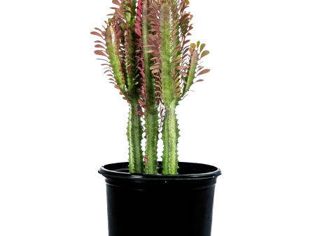 Euphorbia trigona  rubra  - Ruby Red Trigona Cheap